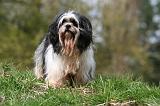 LHASSA APSO 249